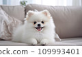 Pomeranian on Sofa, Generative AI 109993401