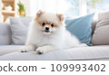 Pomeranian on Sofa, Generative AI 109993402