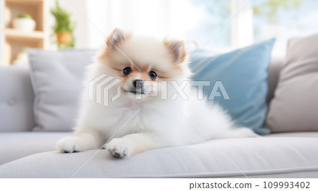 Pomeranian on Sofa, Generative AI 109993402