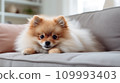 Pomeranian on Sofa, Generative AI 109993403
