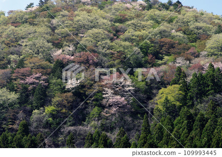 Gozenyama in early spring when the mountains change color. It's the season when the contrast between the fresh greenery and the pale pink wild cherry blossoms is beautiful. 109993445
