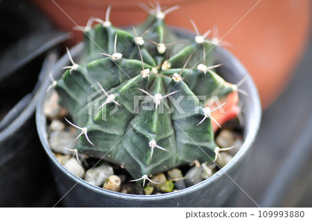 Gymnocalycium ,Gymnocalycium mihanovichii or gymnocalycium mihanovichii variegated or cactus Gymnocalycium ,Gymnocalycium mihanovichii or gymnocalycium mihanovichii variegated or cactus 109993880