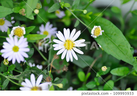 purple Bellis perennis , purple daisy or Aster tataricus or Tatarian Aster or Tatarian Daisy or Tatarinows Aster or Asteraceae or Astereae or Aster indicus or Kalimeris incisa or Blue Star 109993933
