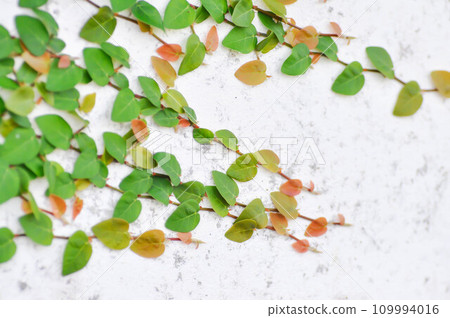 ficus pumila or climbing fig ,Ficus pumila L or Creeping fig or MORACEAE on the wall 109994016