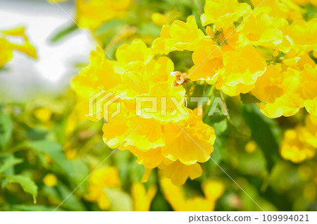 Trumpet vine, Yellow bell or Yellow elder or Tecoma stans or Yellow trumpet flower or BIGNONIACEAE Trumpet vine, Yellow bell or Yellow elder or Tecoma stans or Yellow trumpet flower or BIGNONIACEAE 109994021
