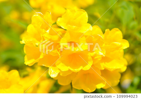 Trumpet vine, Yellow bell or Yellow elder or Tecoma stans or Yellow trumpet flower or BIGNONIACEAE Trumpet vine, Yellow bell or Yellow elder or Tecoma stans or Yellow trumpet flower or BIGNONIACEAE 109994023