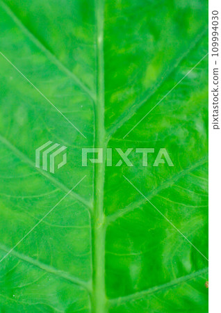 Alocasia, Alocasia macrorrhizos or Alocasia plant leaf or leaf background Alocasia, Alocasia macrorrhizos or Alocasia plant leaf or leaf background 109994030