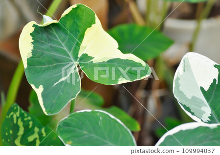 Albomarginata, Araceae or Schott or Xanthosoma sagittifolium or XANTHOSOMA or Mickey Mouse Albomarginata, Araceae or Schott or Xanthosoma sagittifolium or XANTHOSOMA or Mickey Mouse 109994037