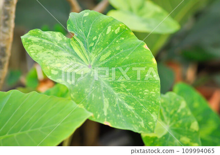 Colocasia esculenta midori sour, Colocasia ,midori sour or Colocasia Colocasia esculenta midori sour, Colocasia ,midori sour or Colocasia 109994065