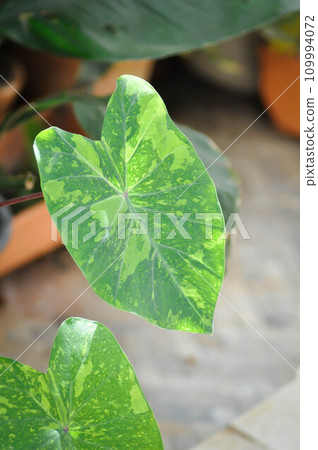Colocasia esculenta, Lemon Lime Gecko or Colocasia Colocasia esculenta, Lemon Lime Gecko or Colocasia 109994072