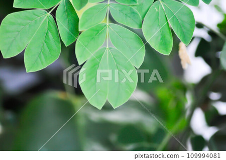 Rain tree or Samanea saman, LEGUMINOSAE MIMOSOIDEAE or east indian walnut 109994081
