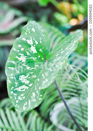 Colocasia Esculenta Hilo Beauty,Colocasia or Esculenta Hilo or Colocasia bicolor Colocasia Esculenta Hilo Beauty,Colocasia or Esculenta Hilo or Colocasia bicolor 109994082