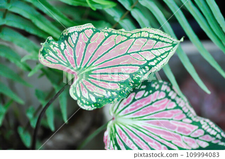 Caladium ,Caladium ThaiBeauty or Dieffenbachia seguine or Caladium bicolor or Araceae Caladium ,Caladium ThaiBeauty or Dieffenbachia seguine or Caladium bicolor or Araceae 109994083