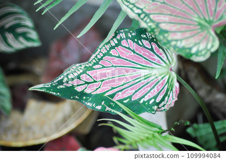 Caladium ,Caladium ThaiBeauty or Dieffenbachia seguine or Caladium bicolor or Araceae 109994084