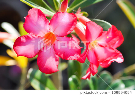 Desert rose, APOCYACEAE or Adenium obesum or Mock Azalea or Pinkbignonia or Impala lily Desert rose, APOCYACEAE or Adenium obesum or Mock Azalea or Pinkbignonia or Impala lily 109994094