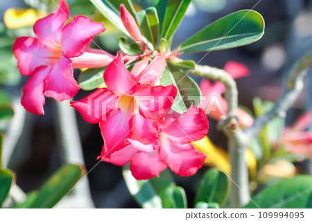 Desert rose, APOCYACEAE or Adenium obesum or Mock Azalea or Pinkbignonia or Impala lily Desert rose, APOCYACEAE or Adenium obesum or Mock Azalea or Pinkbignonia or Impala lily 109994095
