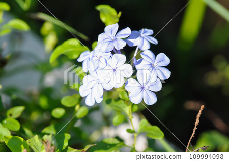 Cape leadwort, PLUMBAGINACEAE or Plumbago auriculata Lam 109994098