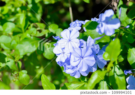 Cape leadwort, PLUMBAGINACEAE or Plumbago auriculata Lam 109994101