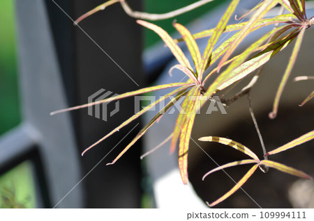 Terminalia sp, Combertaceae or TERMINALIA BENTZOL or Terminate Tvorensis A 109994111