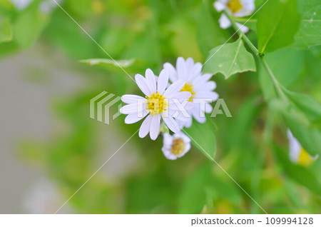 purple Bellis perennis , purple daisy or Aster tataricus or Tatarian Aster or Tatarian Daisy or Tatarinows Aster or Asteraceae or Astereae or Aster indicus or Kalimeris incisa or Blue Star 109994128