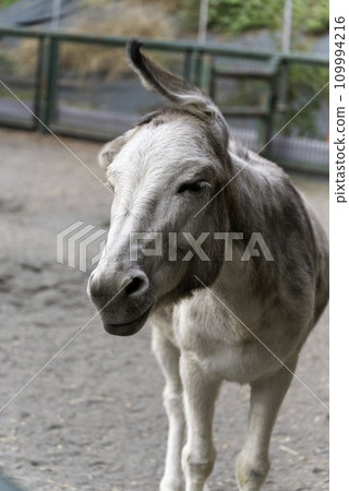 donkey with shaking ears 109994216