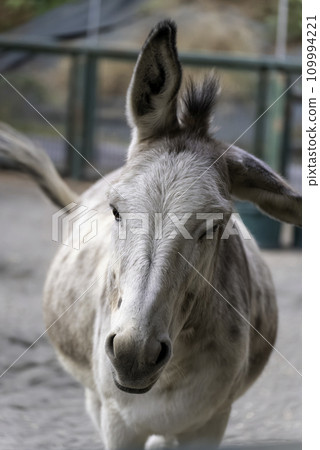 A donkey brushing away insects A donkey brushing away insects 109994221