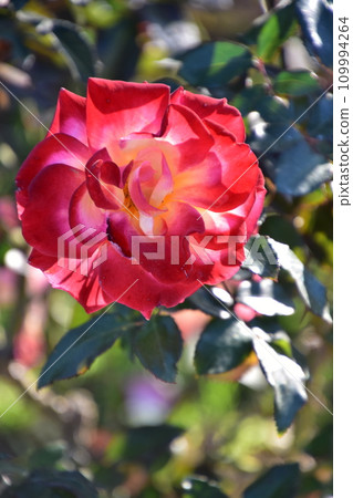 A red rose 109994264