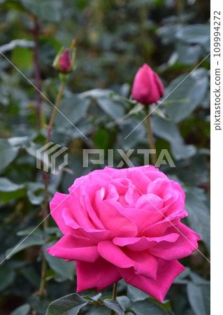 Dark pink roses 109994272