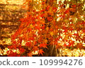 Autumn leaves of maple 109994276