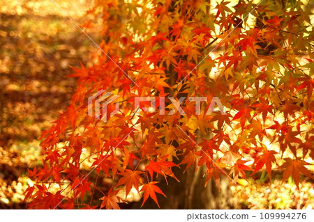 Autumn leaves of maple Autumn leaves of maple 109994276