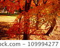 Forest of autumn leaves 109994277