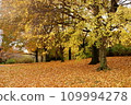 Fall leaves fall 109994278