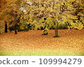 Fallen leaves all over 109994279