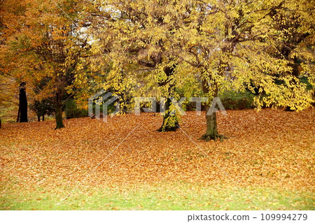 Fallen leaves all over Fallen leaves all over 109994279