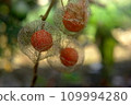 red ripe brooms 109994280