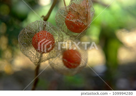 red ripe brooms red ripe brooms 109994280