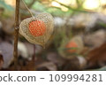 Houzuki ripens 109994281