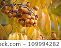 Sendan's fruit 109994282