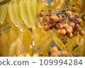 ripe melium fruit 109994284