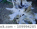 Dead tree 109994285