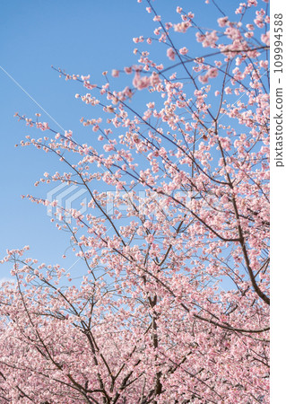 “Saitama Prefecture” Angyo cherry blossoms that shine against the blue sky, Kawaguchi City “Saitama Prefecture” Angyo cherry blossoms that shine against the blue sky, Kawaguchi City 109994588
