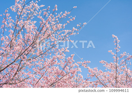 “Saitama Prefecture” Angyo cherry blossoms that shine against the blue sky, Kawaguchi City “Saitama Prefecture” Angyo cherry blossoms that shine against the blue sky, Kawaguchi City 109994611