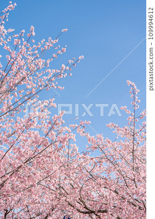 “Saitama Prefecture” Angyo cherry blossoms that shine against the blue sky, Kawaguchi City “Saitama Prefecture” Angyo cherry blossoms that shine against the blue sky, Kawaguchi City 109994612