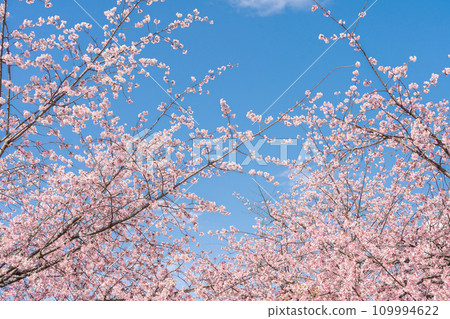 “Saitama Prefecture” Angyo cherry blossoms that shine against the blue sky, Kawaguchi City “Saitama Prefecture” Angyo cherry blossoms that shine against the blue sky, Kawaguchi City 109994622