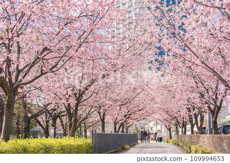 “Saitama Prefecture” Yasuyuki Cherry Blossom Trees, Kawaguchi City “Saitama Prefecture” Yasuyuki Cherry Blossom Trees, Kawaguchi City 109994653