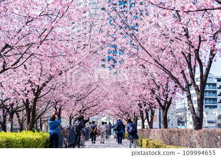 “Saitama Prefecture” Yasuyuki Cherry Blossom Trees, Kawaguchi City 109994655