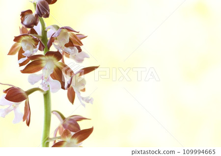 Ebine, Ebine orchid, plain flower, yellow bright background Ebine, Ebine orchid, plain flower, yellow bright background 109994665