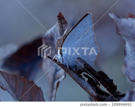 越冬蝴蝶 Lycaenidae Uraginshijimi ♂ 109994691