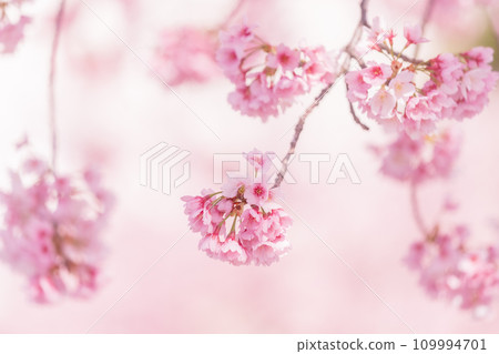 「埼玉縣」美麗的安幸櫻花盛開 109994701