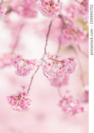 「埼玉縣」美麗的安幸櫻花盛開 「埼玉縣」美麗的安幸櫻花盛開 109994702